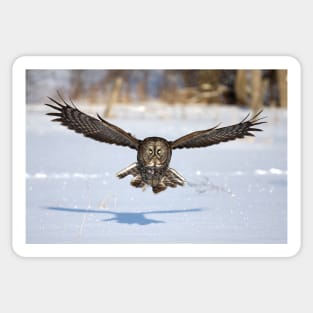 Great Grey Owl in flight Sticker